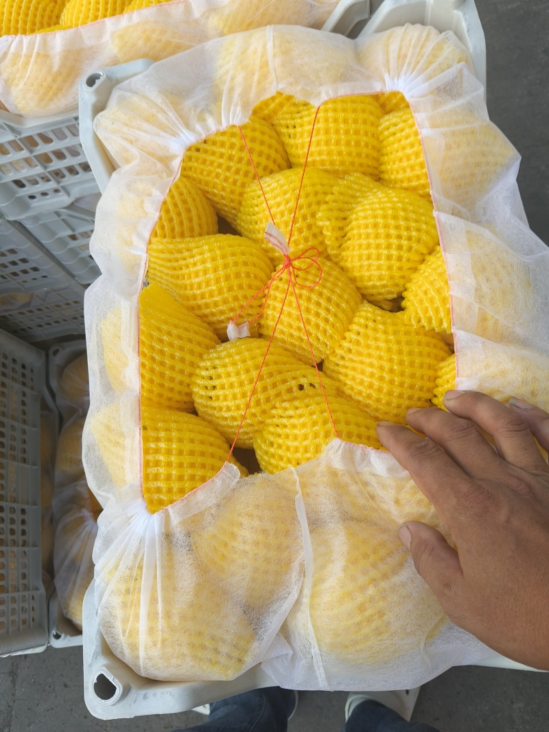 山东蒙阴黄桃
