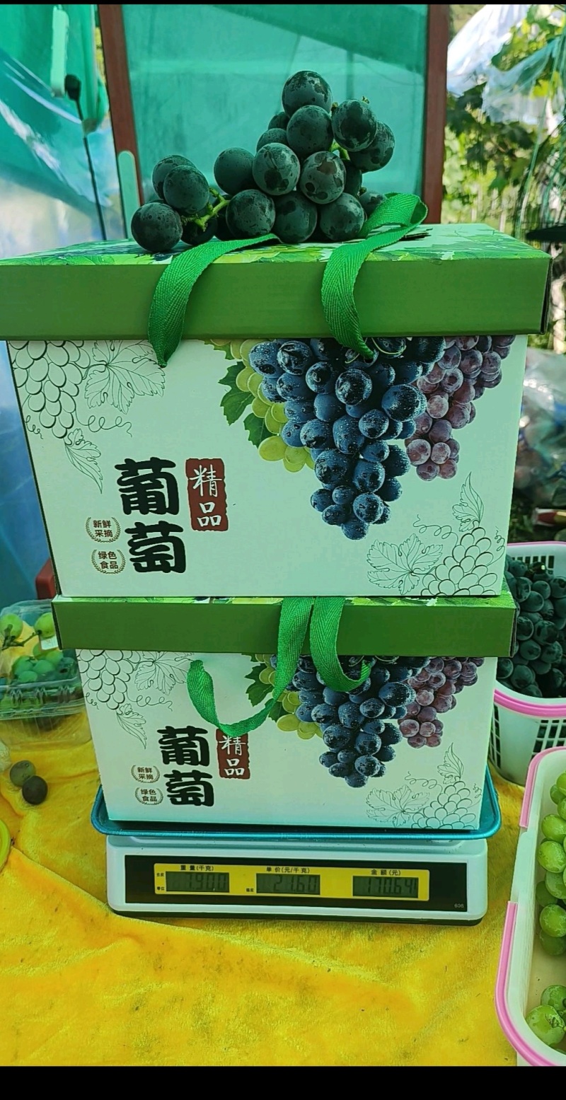 贵州黔西南州安龙县安马葡萄