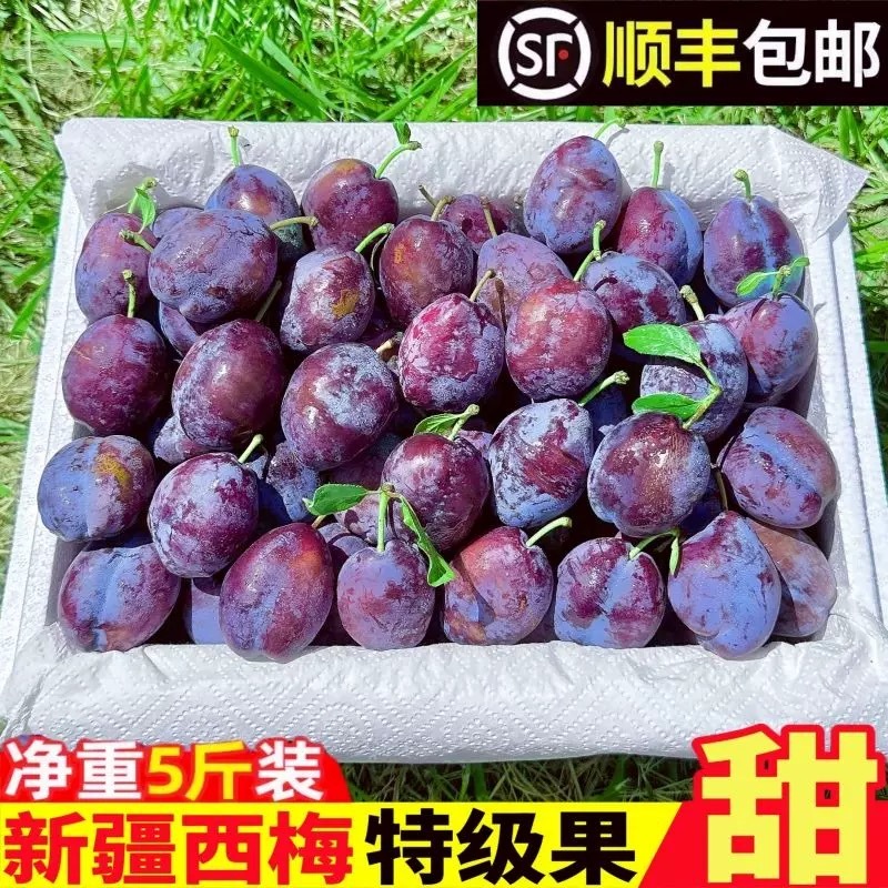 新疆西梅一件代发。顺丰包邮彩箱礼盒装精品果