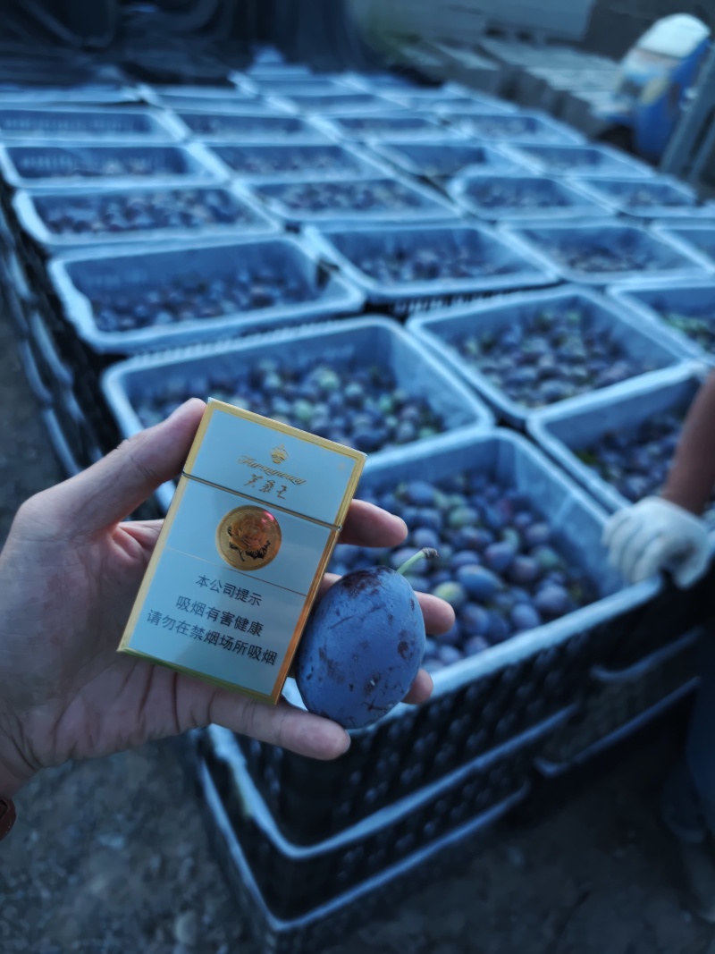 新疆西梅一件代发。顺丰包邮彩箱礼盒装精品果