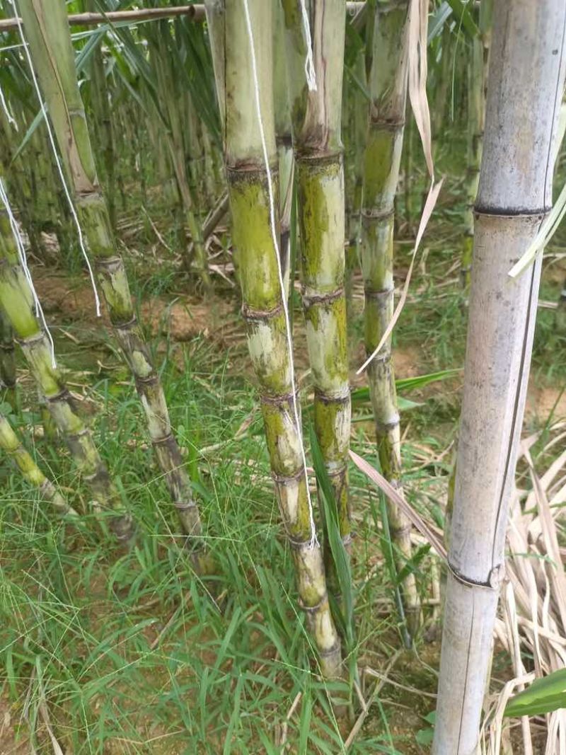 （预售）漳浦青皮甘蔗