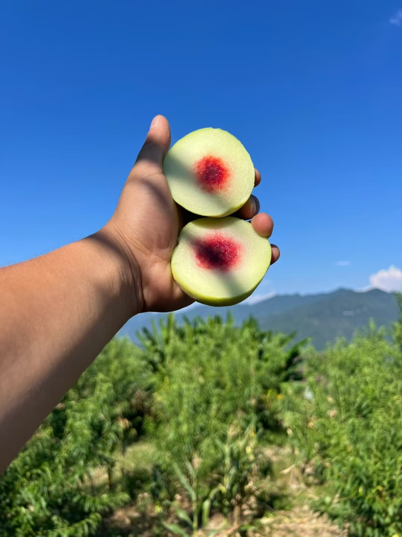 高山红心脆蜜桃🍑