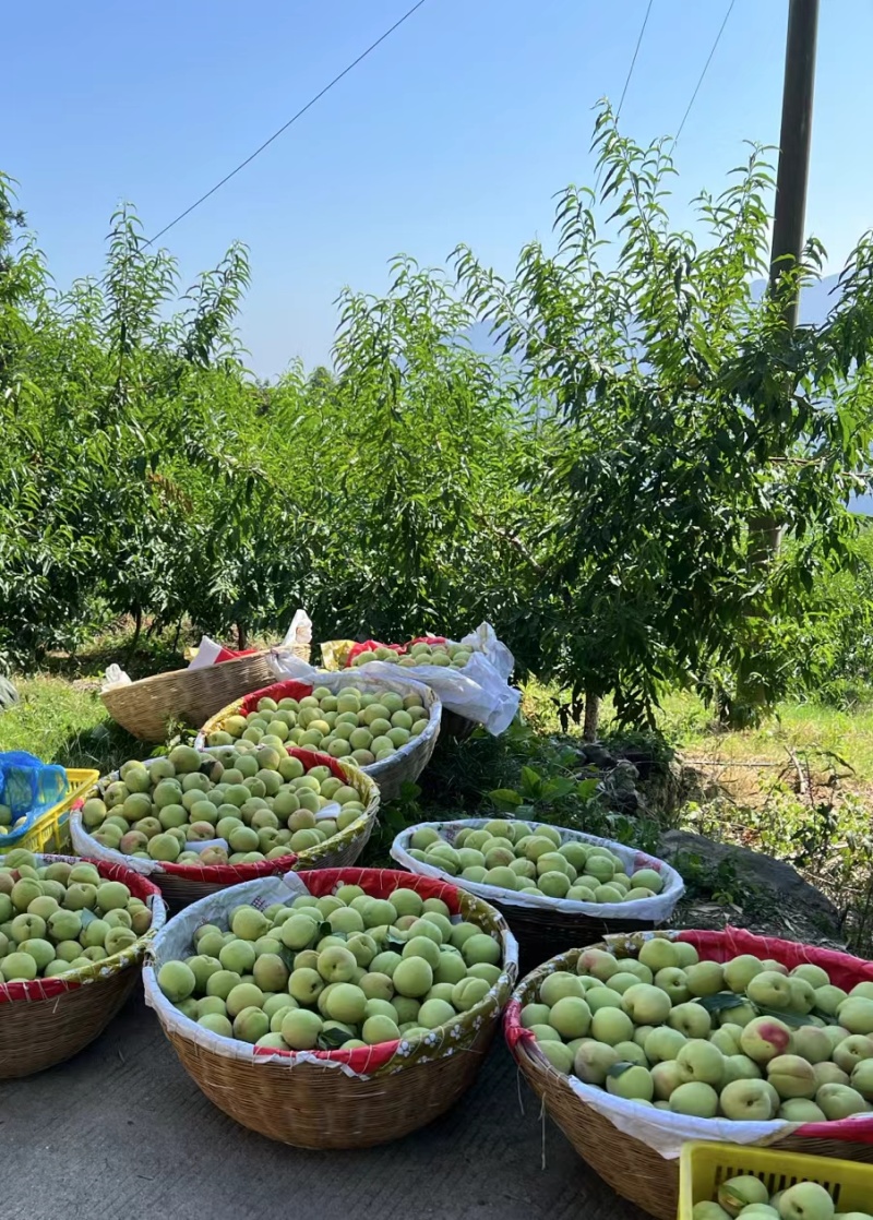 高山红心脆蜜桃🍑