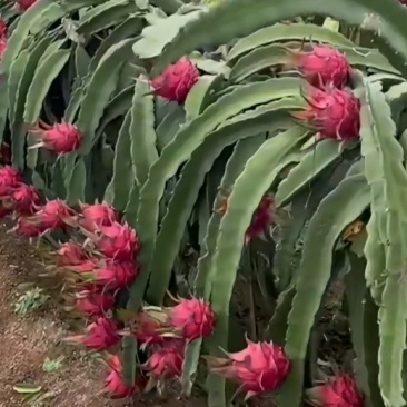 火龙果