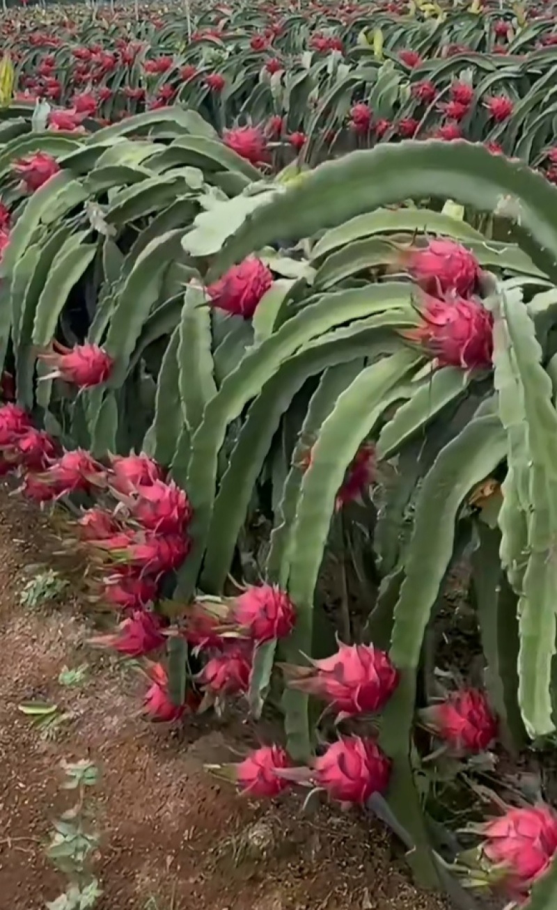 火龙果