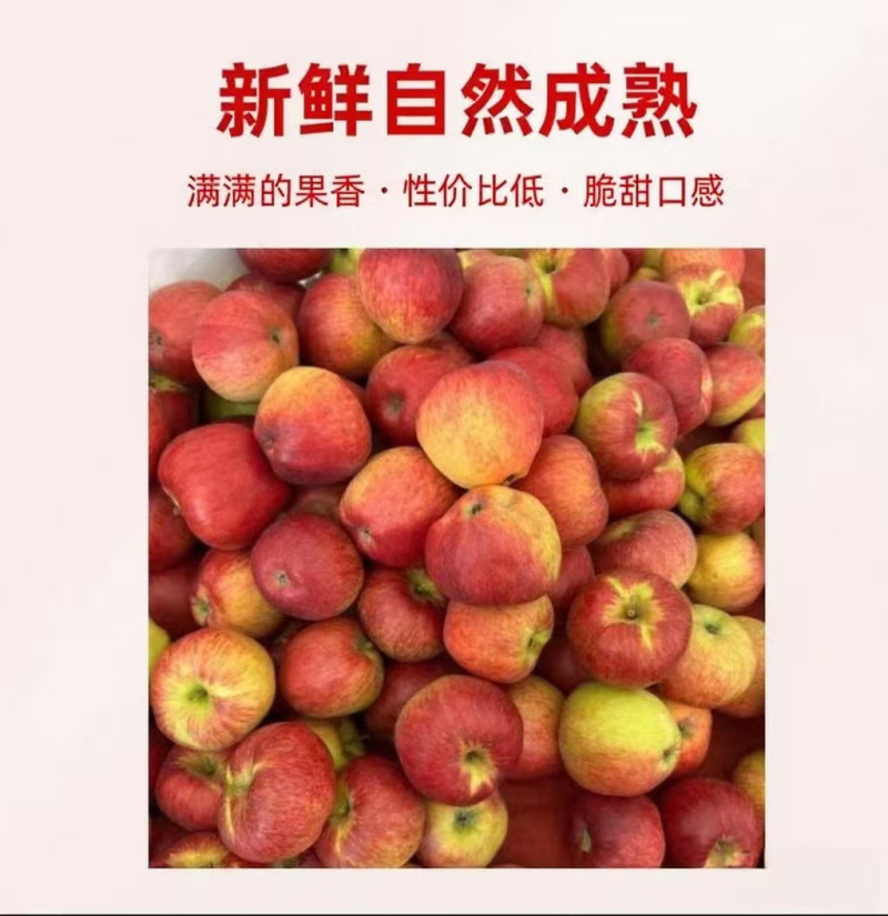 云南昭通高原苹果