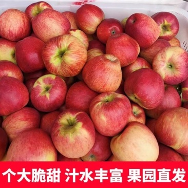 云南昭通高原苹果