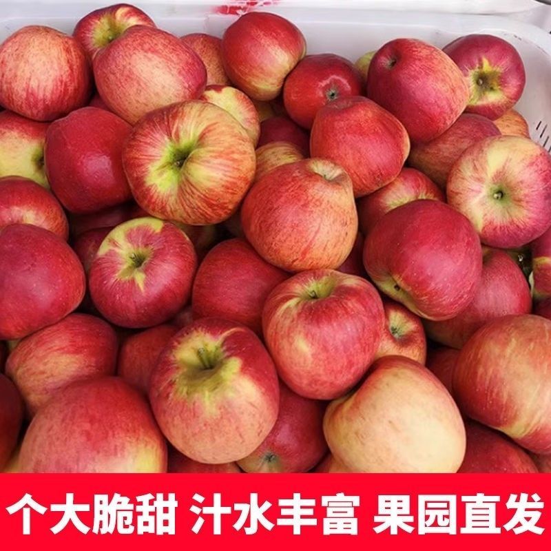 云南昭通高原苹果