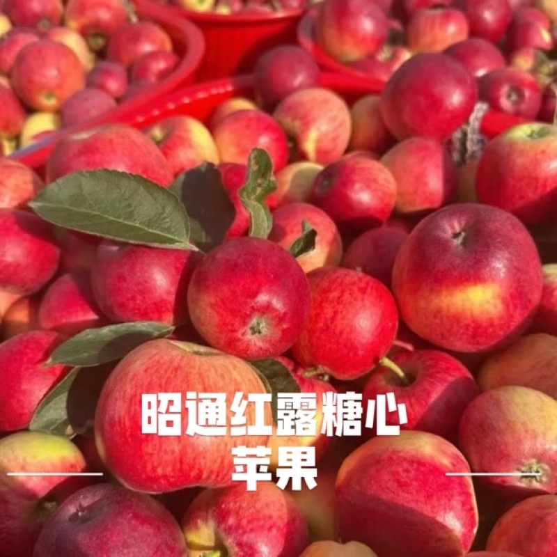 云南昭通高原苹果