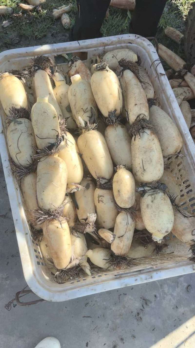 精品3735莲藕，产地直发，质量打到位！