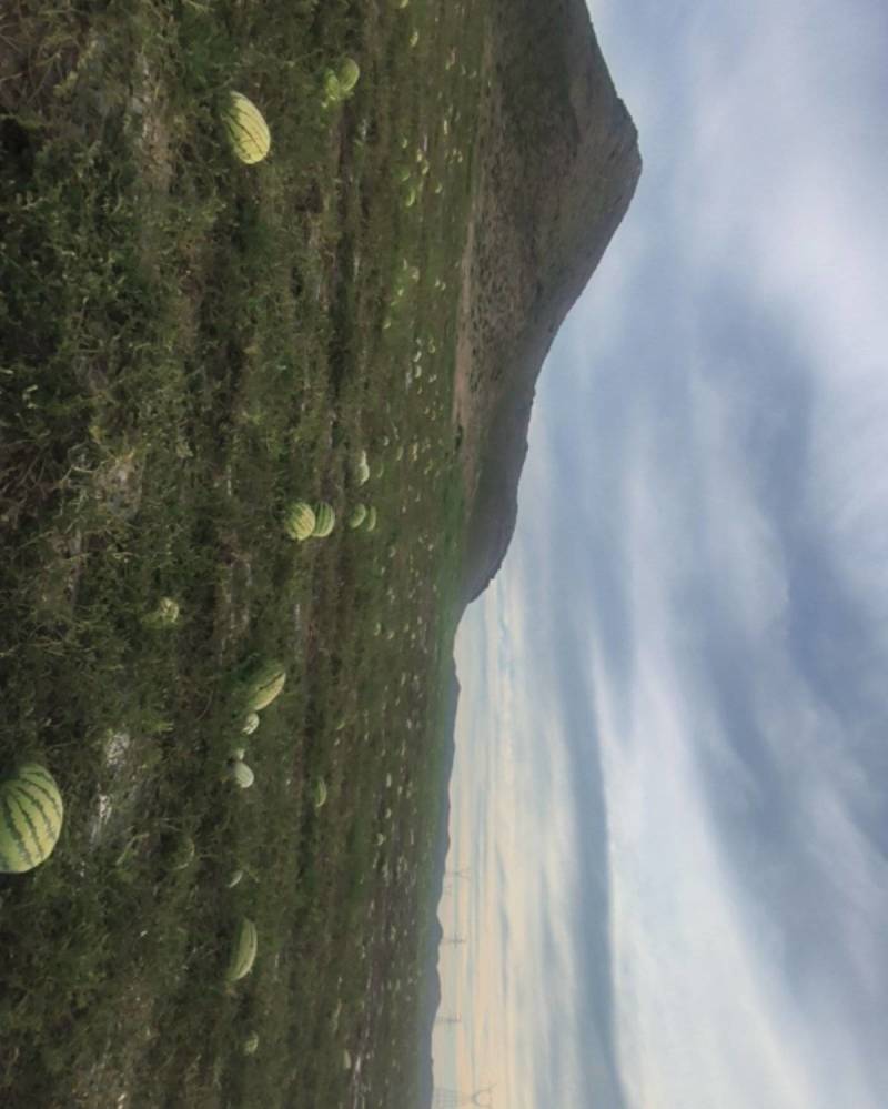 宁夏兴仁硒砂瓜