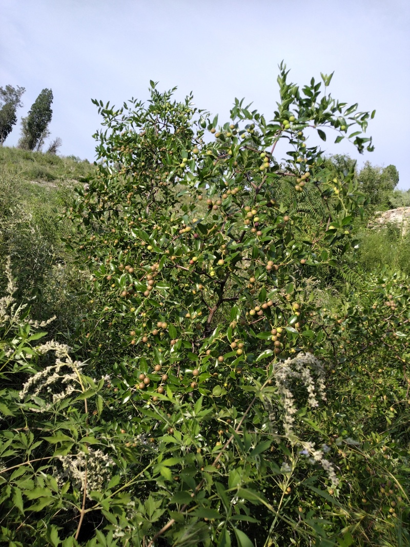 野生酸枣