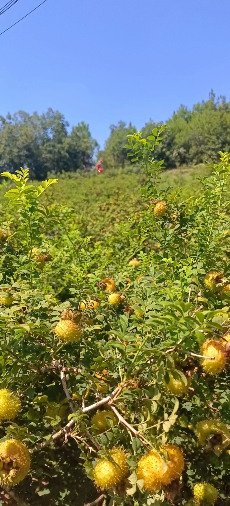 贵州刺梨