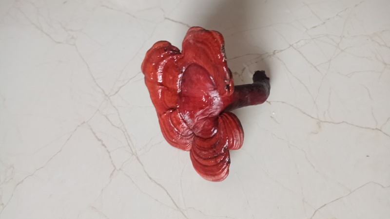 野生灵芝