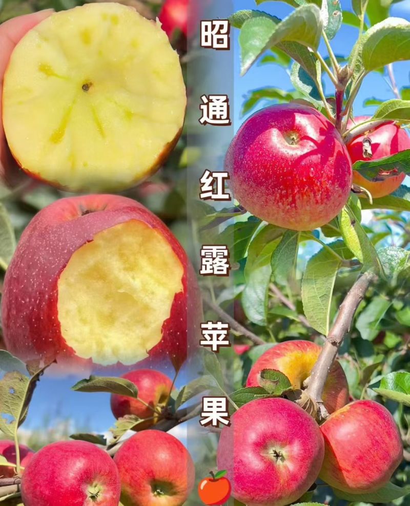 昭通苹果
