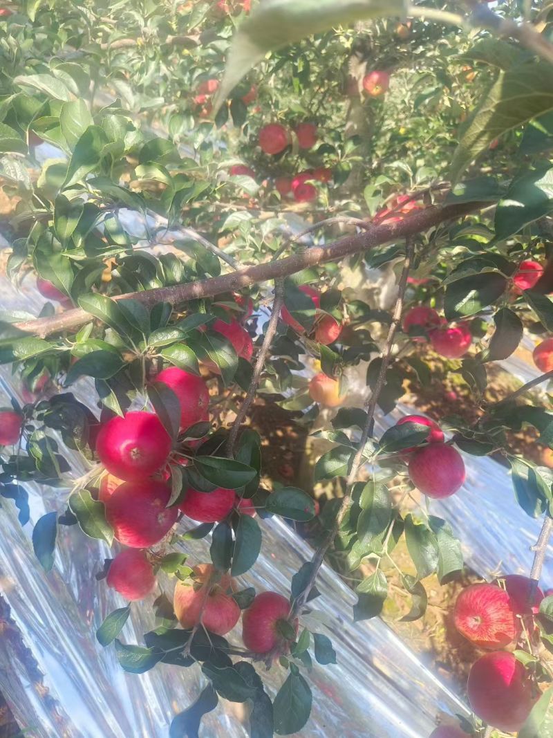 昭通苹果