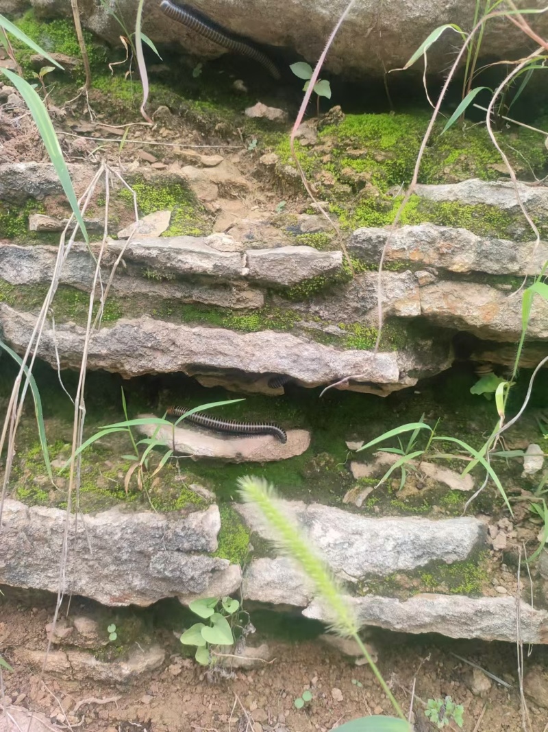马陆虫，千足虫，现货几吨