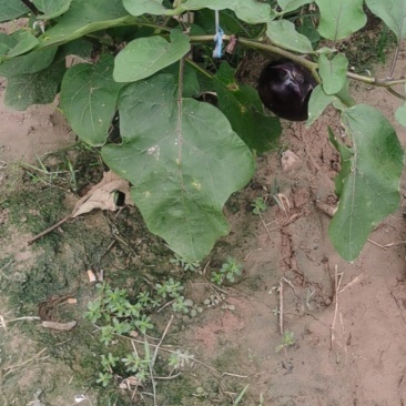 大地圆茄子