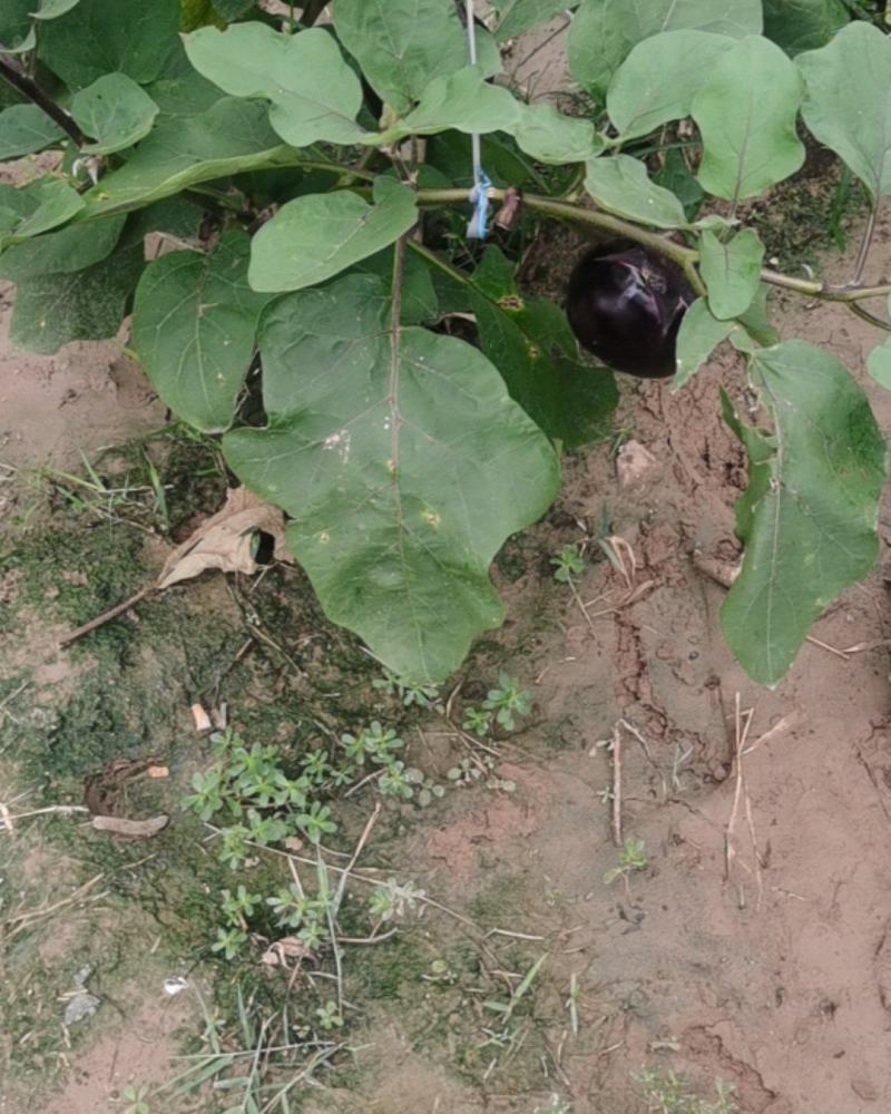 大地圆茄子