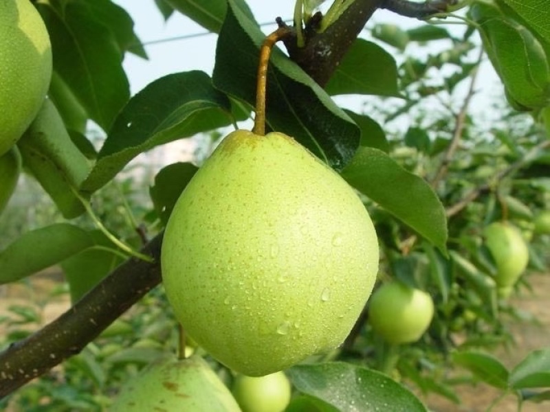 大量出售新鲜早酥梨🍐成熟上市！现摘现卖，量大更优惠！