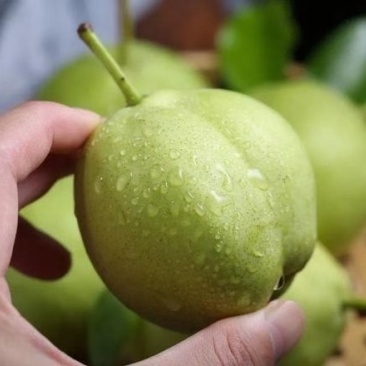 大量出售新鲜早酥梨🍐成熟上市!现摘现卖,量大更优惠!