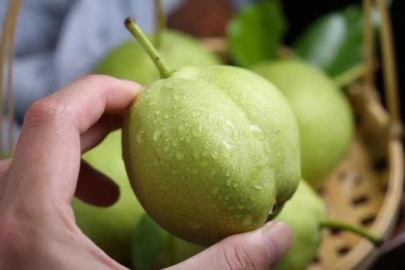 大量出售新鲜早酥梨🍐成熟上市！现摘现卖，量大更优惠！