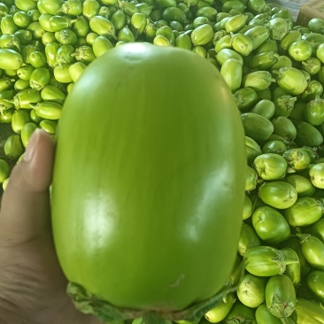 精品青茄