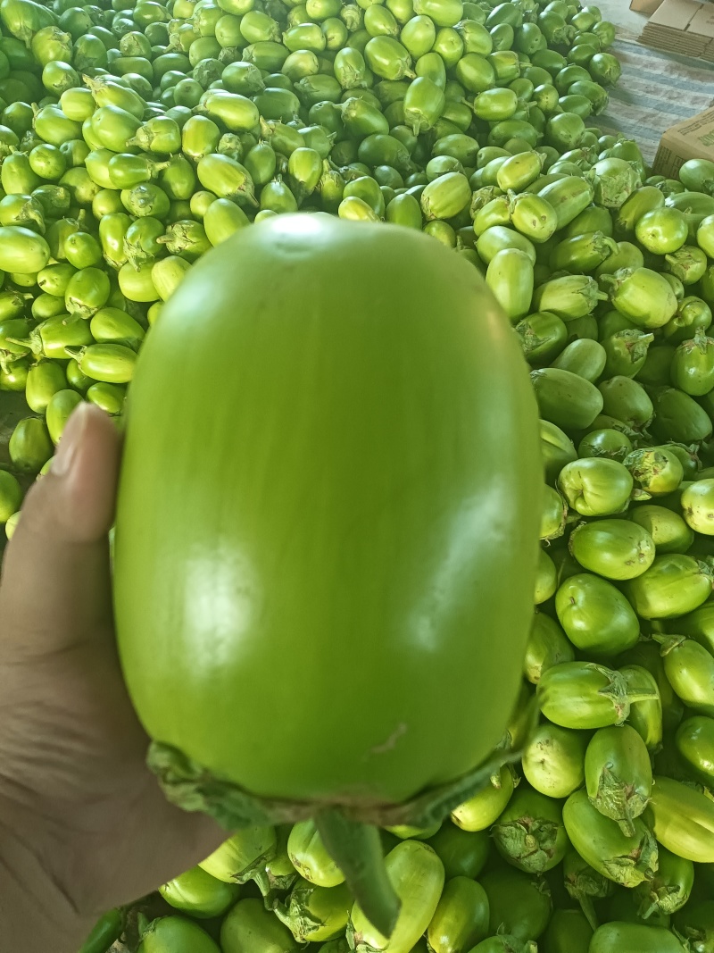 精品青茄
