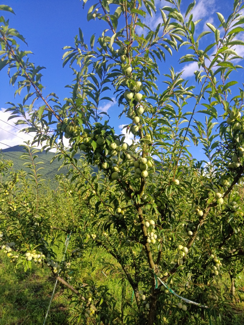 巫山脆李