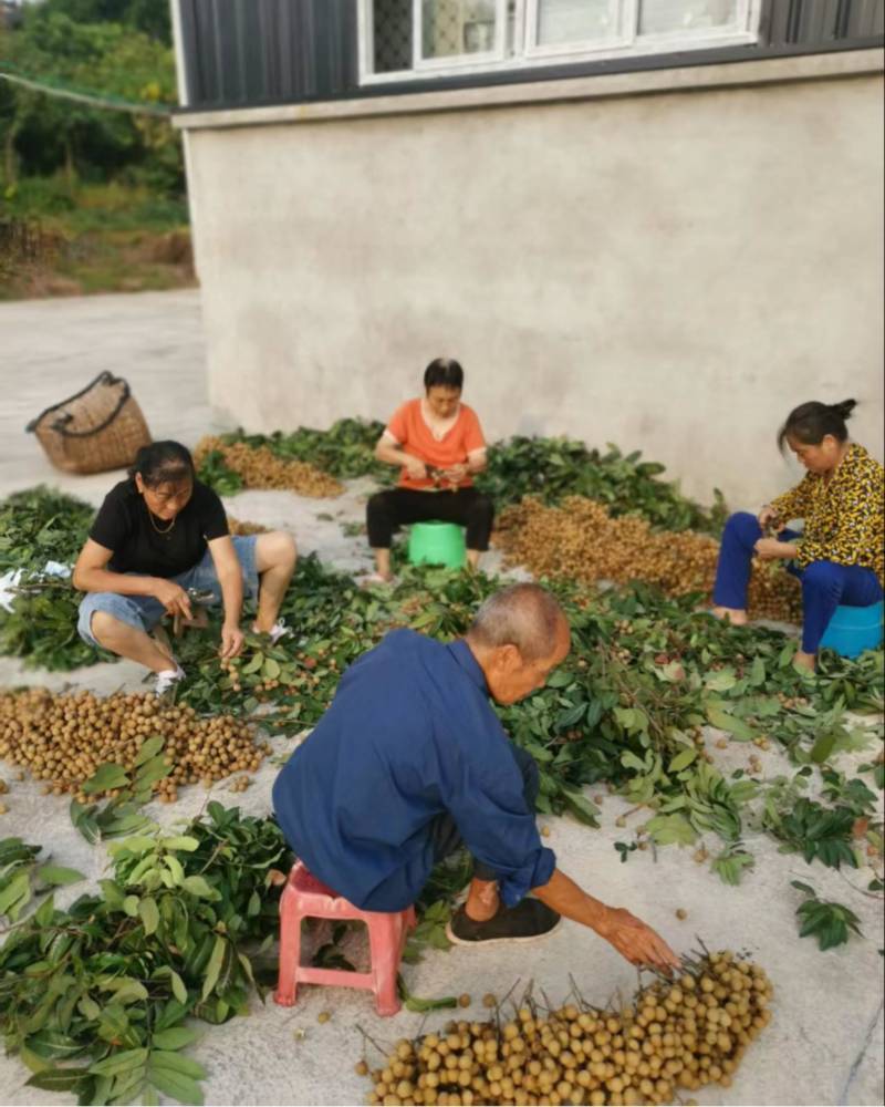 石硖桂圆