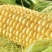水果玉米🌽