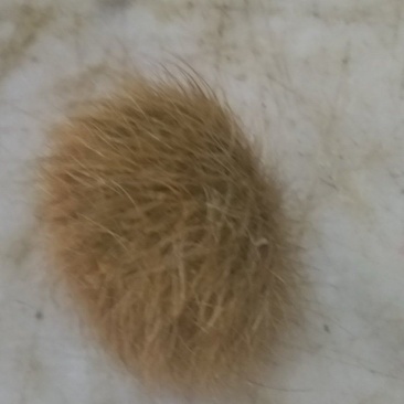 猪砂