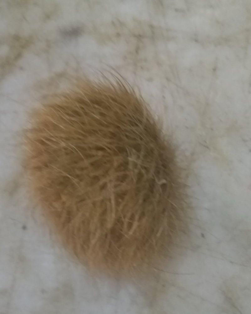 猪砂