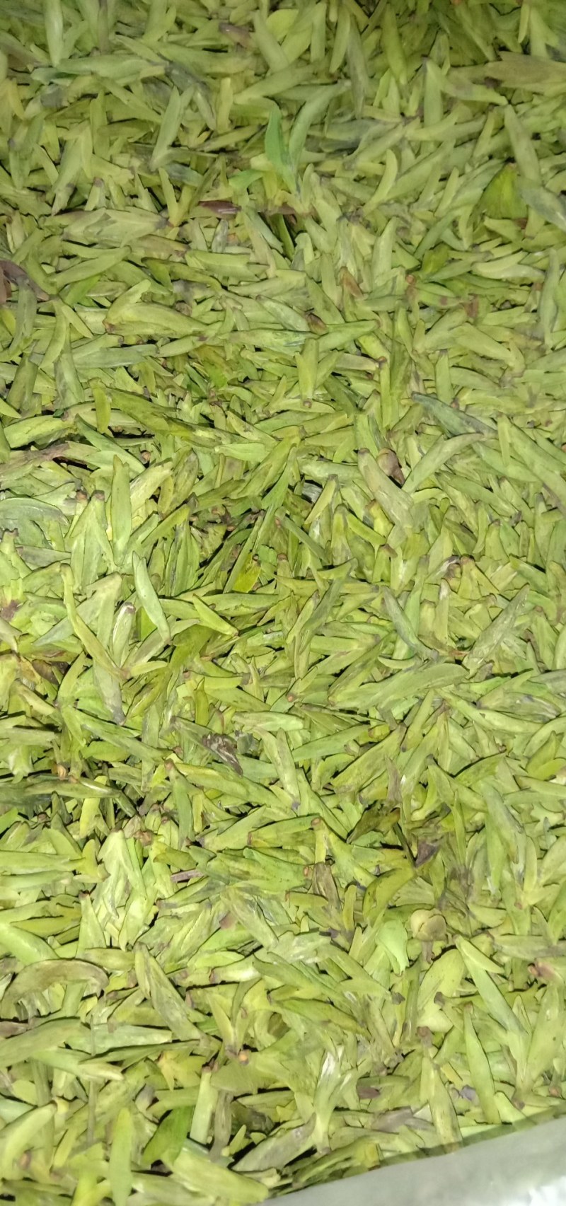 筠连茶香