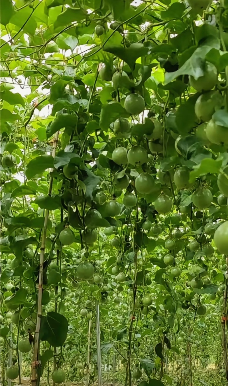 百香果