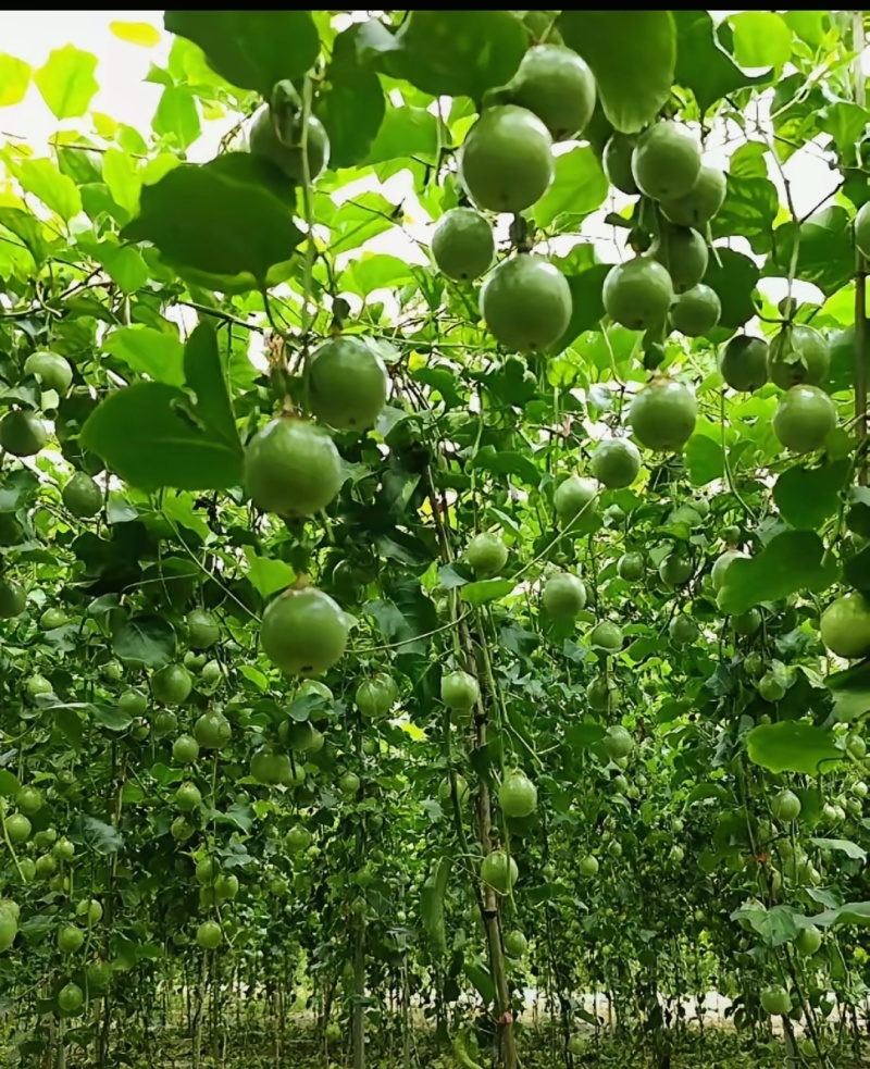 百香果