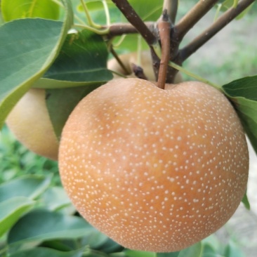 丰水梨