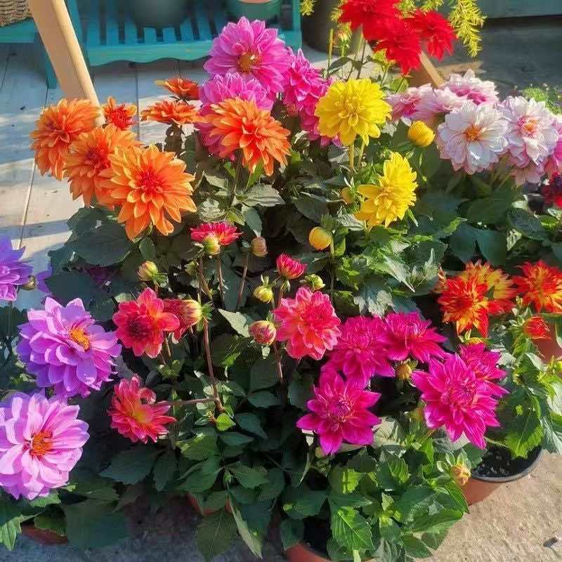 大丽花种子四季开花室内外阳台庭院种植好养盆栽绿植花卉蔬菜种籽