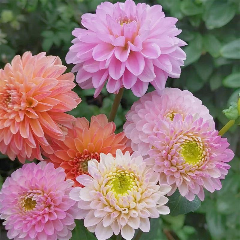 大丽花种子四季开花室内外阳台庭院种植好养盆栽绿植花卉蔬菜种籽