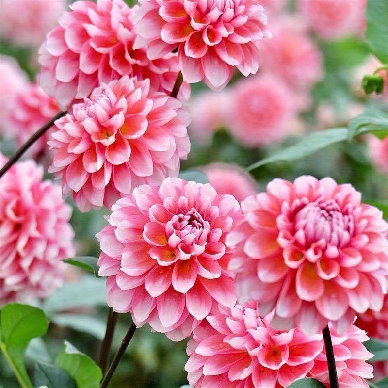大丽花种子四季开花室内外阳台庭院种植好养盆栽绿植花卉蔬菜种籽