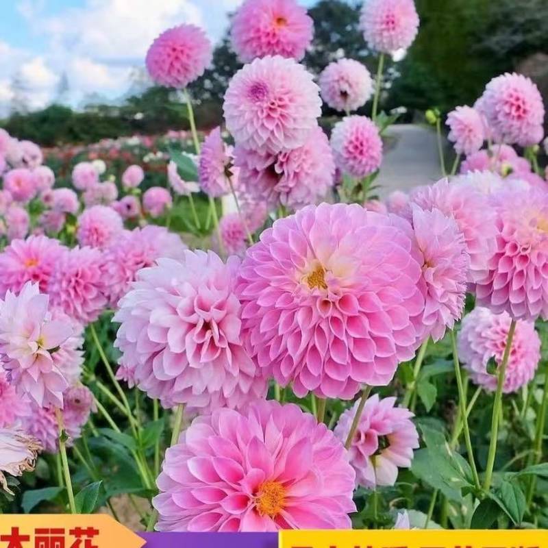 大丽花种子四季开花室内外阳台庭院种植好养盆栽绿植花卉蔬菜种籽