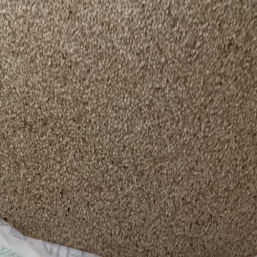 现货过振动筛选白芝麻