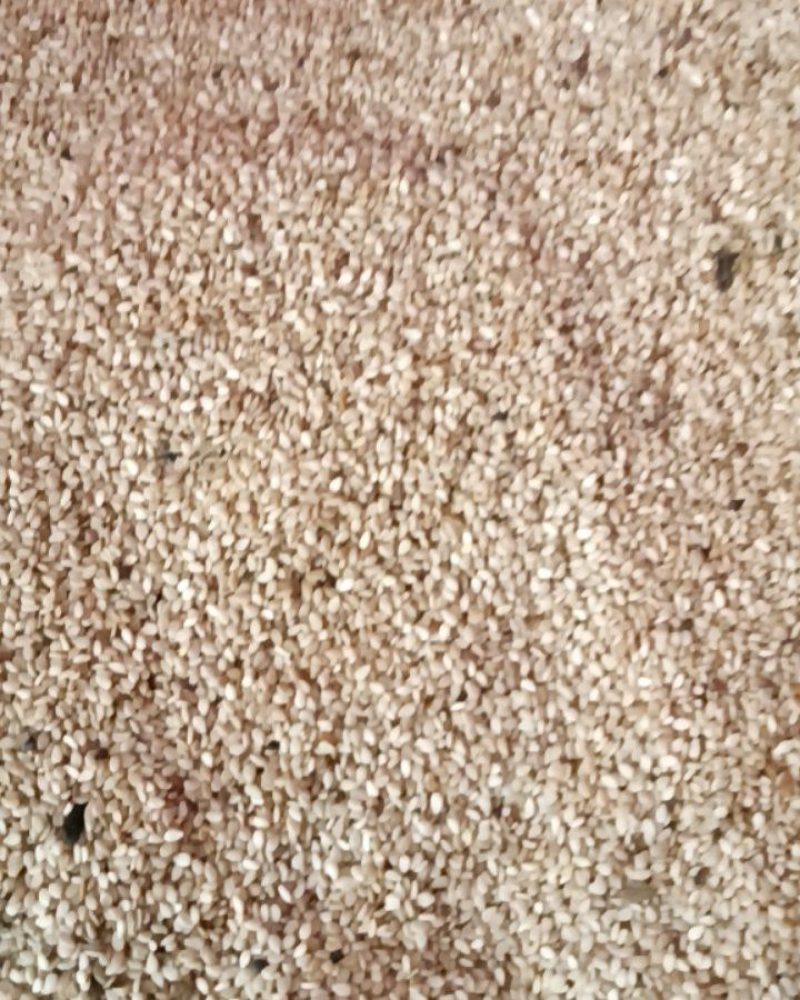 现货过振动筛选白芝麻