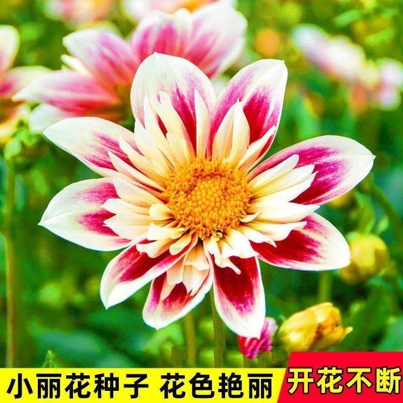长春花种子易种种籽花期长四季开花不断易活室内室外阳台盆栽种子