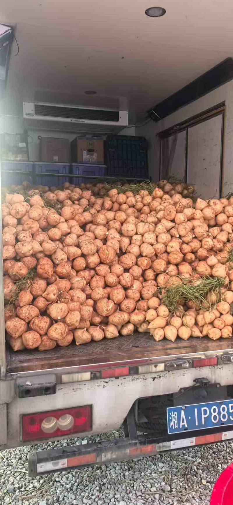 凉薯