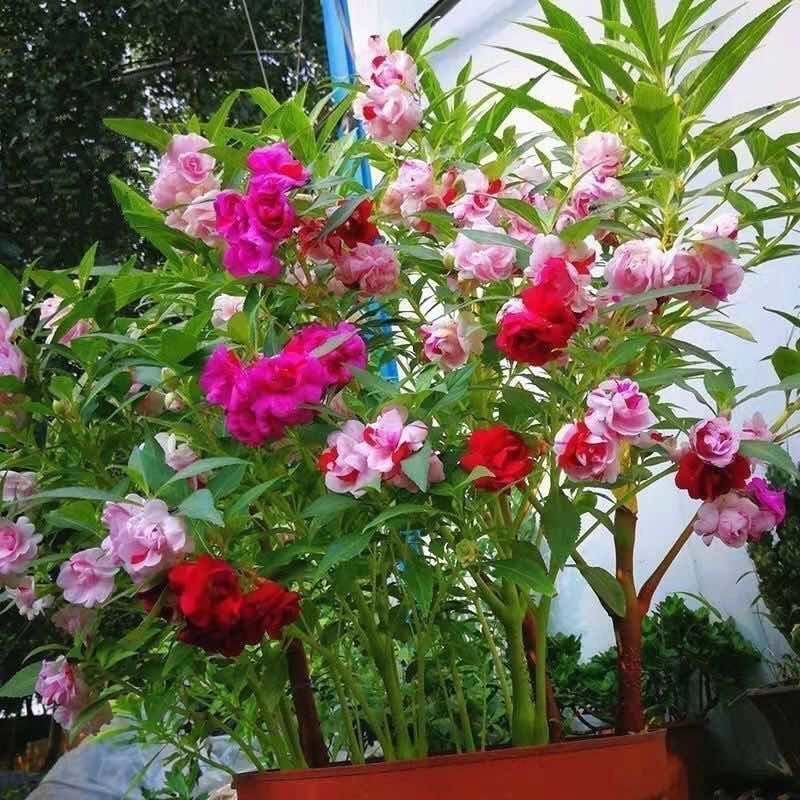 【染指甲多彩】重瓣凤仙花七彩凤仙花茶花四季播庭院盆栽花卉种子