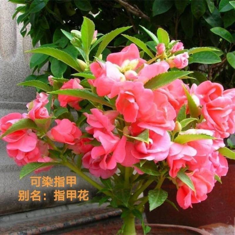 【染指甲多彩】重瓣凤仙花七彩凤仙花茶花四季播庭院盆栽花卉种子
