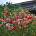 【染指甲多彩】重瓣凤仙花七彩凤仙花茶花四季播庭院盆栽花卉种子