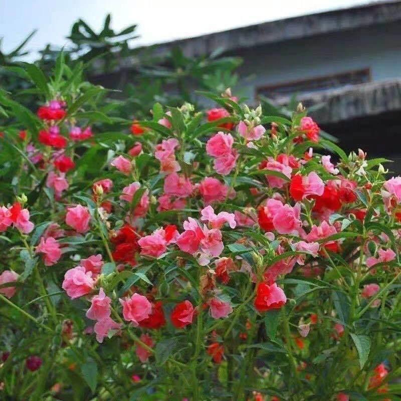【染指甲多彩】重瓣凤仙花七彩凤仙花茶花四季播庭院盆栽花卉种子