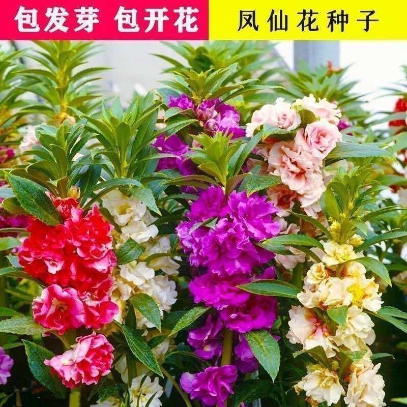 【染指甲多彩】重瓣凤仙花七彩凤仙花茶花四季播庭院盆栽花卉种子
